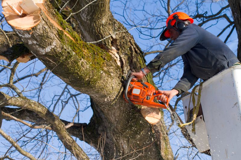 Tree Felling in Spring