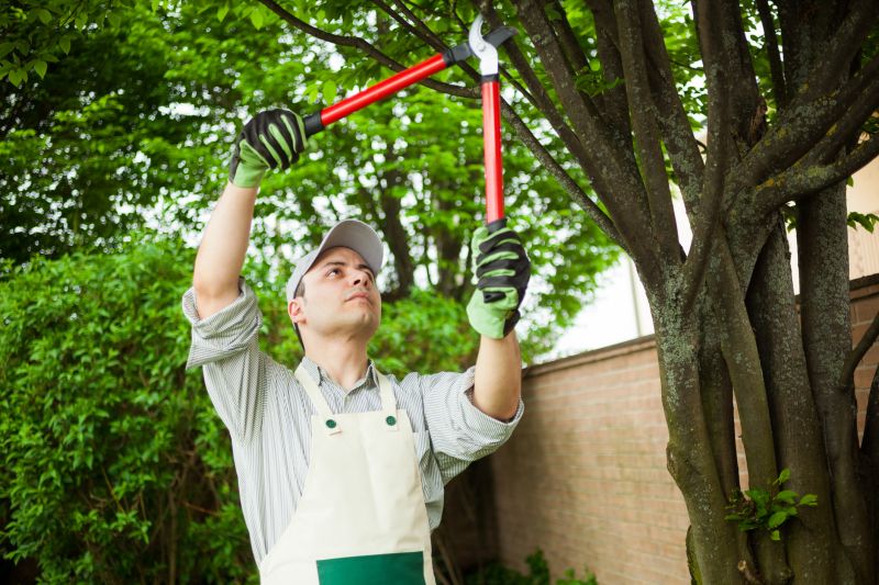 Local Tree Care Companies
