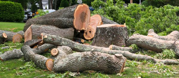 Large Tree Removal in Englewood