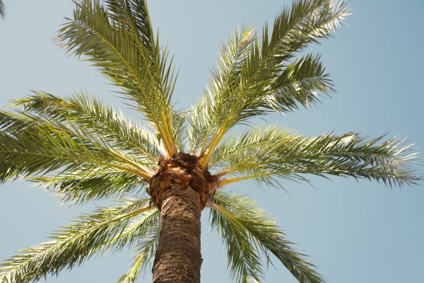 Palm Tree Removal in Englewood