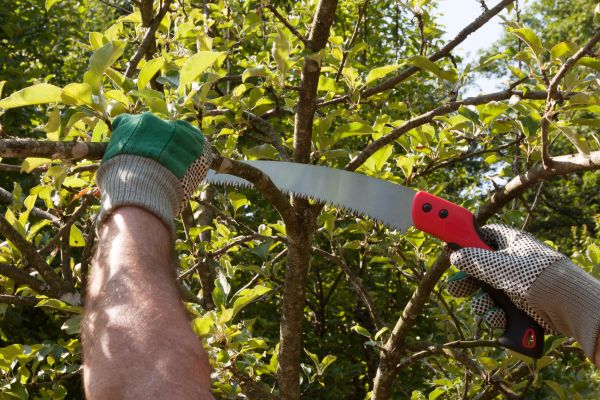 Small Tree Removal in Englewood