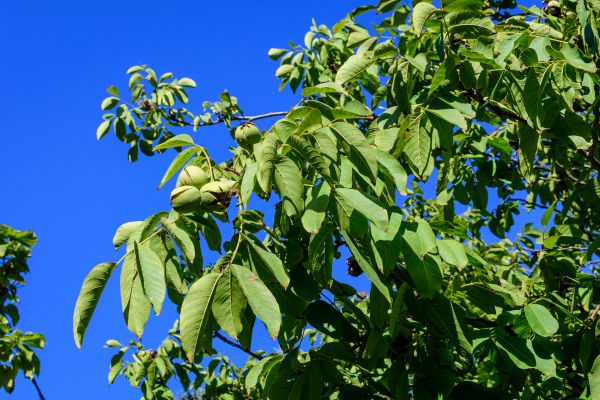Walnut Tree Removal in Englewood