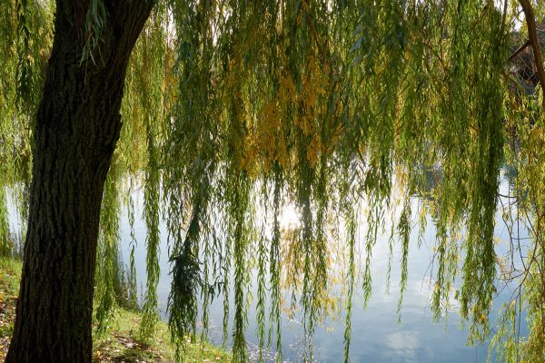 Willow Tree Removal in Englewood