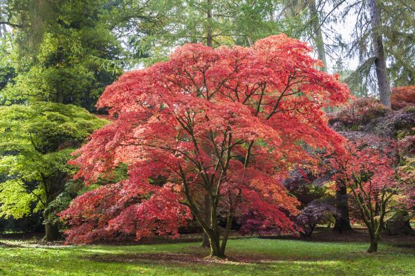 Maple Tree Removal in Englewood