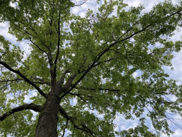 Oak Tree Removal in Englewood
