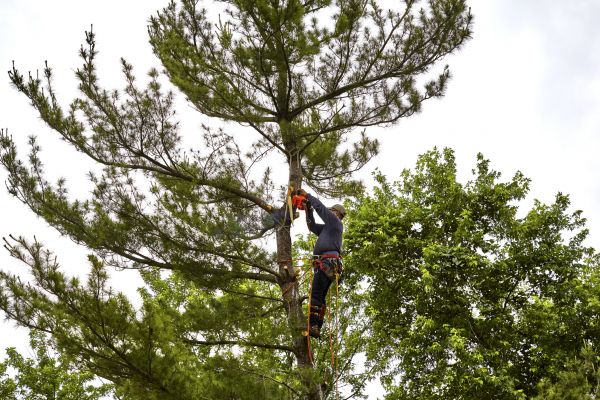 Pine Tree Removal in Englewood