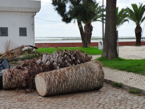 Palm Trees Removal in Englewood