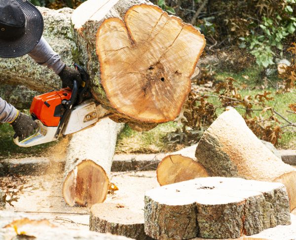 Tree Removal Service in Englewood
