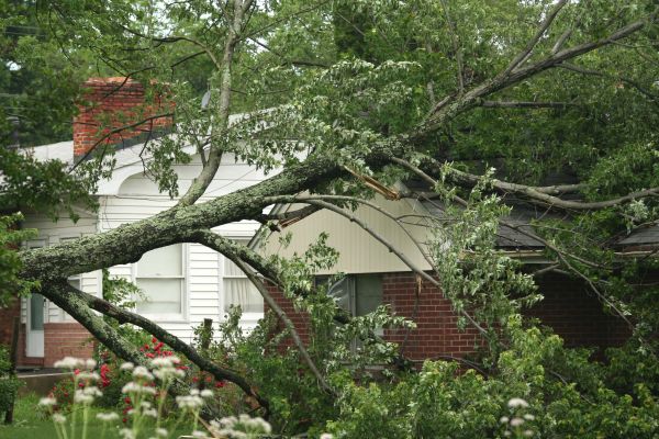 Emergency Tree Removal in Englewood