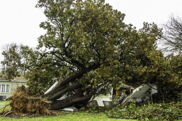 Fallen Tree Removal in Englewood