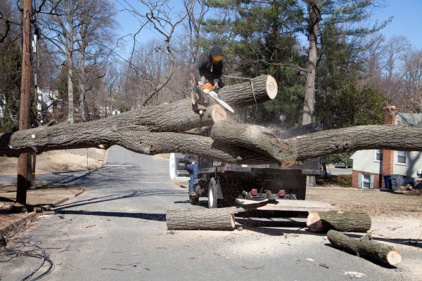 Residential Tree Removal in Englewood