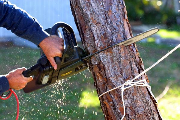 Dead Tree Removal in Englewood